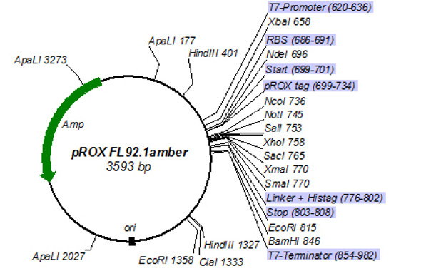 pROX-FL92.1amber