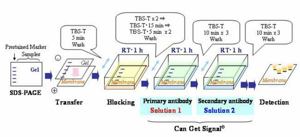 Can Get Signal® for secondary antibody