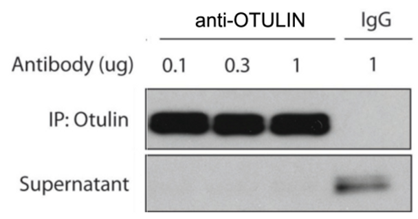 OTULIN (human; full length), pAb