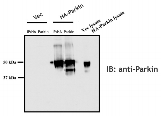 Parkin (human; full length), pAb