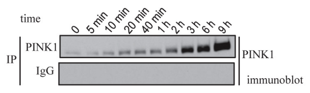 PINK1 (human; residues 175 – 250), pAb