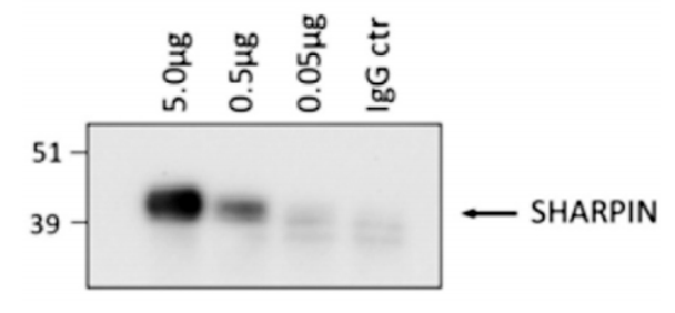 SHARPIN (human; full length), pAb