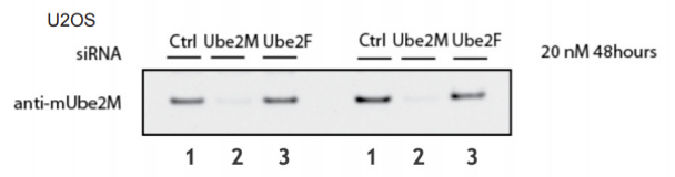 UBE2M (mouse; full length), pAb