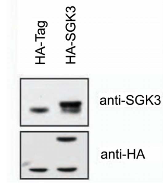 SGK3 (human; full length), pAb