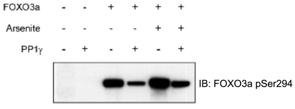 FOXO3A pSer294 (human; residues 289 - 298), pAb