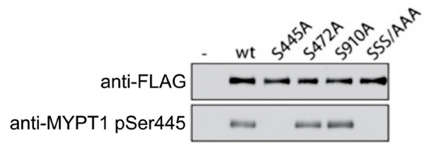 MYPT1 pSer445 (mouse; residues 437 - 452), pAb