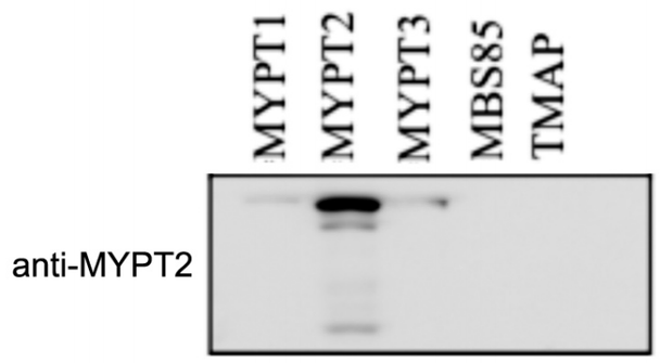 MYPT2 (human; residues 350-450), pAb