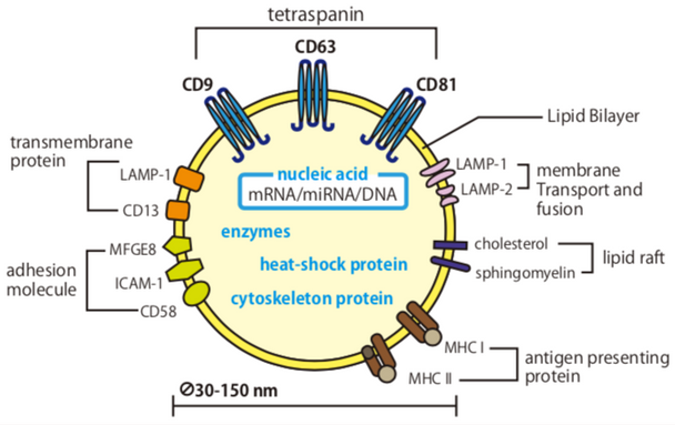 Anti CD81 Antigen (TAPA-1/Tspan-28) mAb (Clone 12C4, Biotin Labeled)