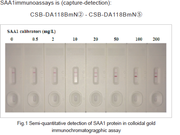 Anti Serum Amyloid A Protein mAb (CSB-DA118BmN②)