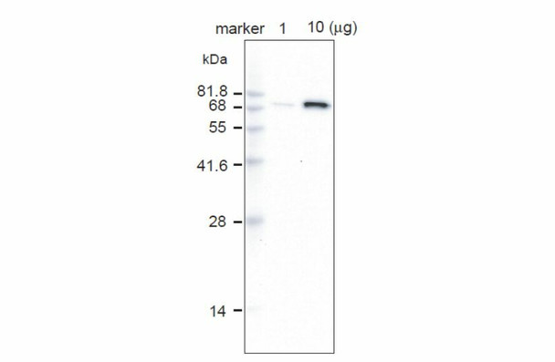 Anti Vacuolar-ATPase Subunit A (amino acids 480-495) pAb (Rabbit)