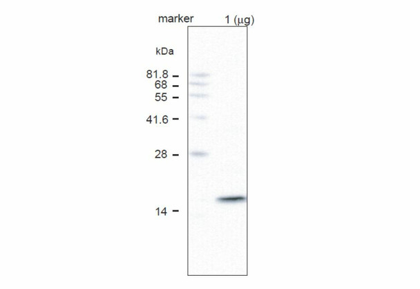 Anti Vacuolar-ATPase Subunit C pAb (Rabbit)
