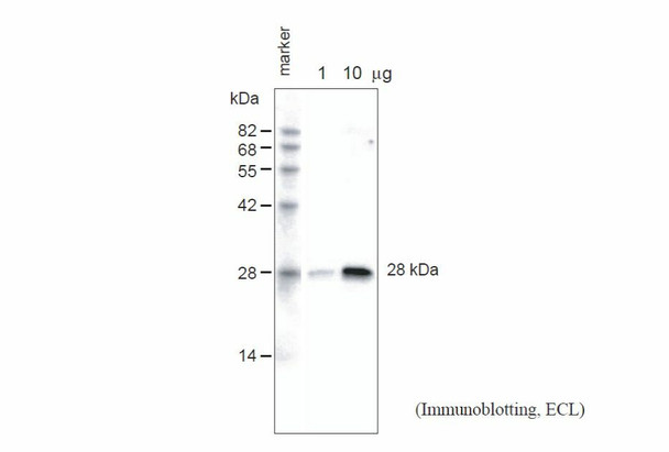 Anti Arabidopsis thaliana Aquaporin PIP1;1, PIP1;2, PIP1;3 pAb (Rabbit)