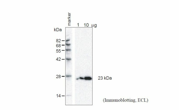 Anti Arabidopsis thaliana Aquaporin TIP1;1 and TIP1;2 Gamma (Epitope: GVQEEVTHPSALRA-Cys) pAb (Rabbit)