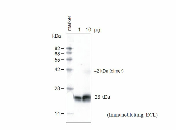 Anti Arabidopsis thaliana Aquaporin TIP1;1 & TIP1;2 Gamma (Epitope: Cys-INQNGHEQLPTTDY) pAb (Rabbit)