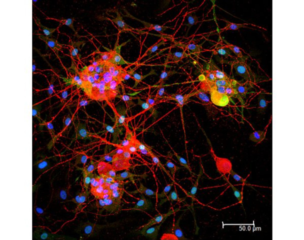 Horse Anti-Goat IgG Antibody (H+L), DyLight[R] 594