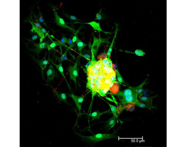 Horse Anti-Mouse IgG Antibody (H+L), DyLight[R] 549