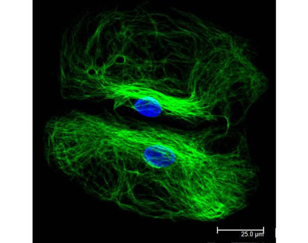 Horse Anti-Rabbit IgG Antibody (H+L), DyLight[R] 488