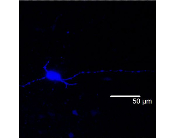 NEUROBIOTIN[R] 350 Tracer