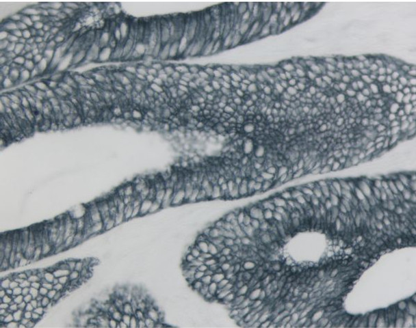 Vector[R] SG Substrate Kit, Peroxidase (HRP)