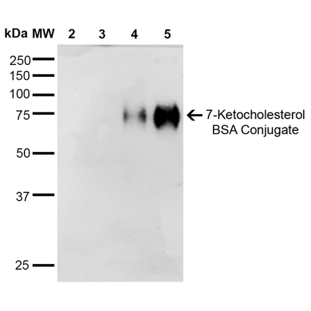 7-Ketocholesterol Antibody, Clone 3F7: ATTO 390