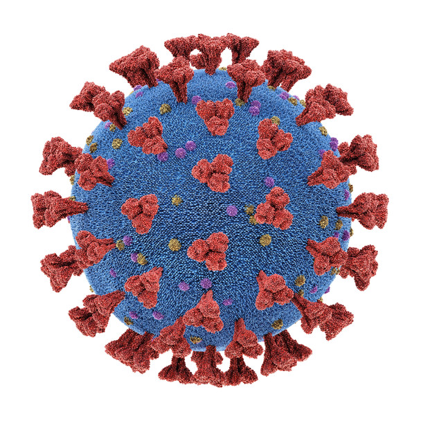 Human Coronavirus OC43 Spike Glycoprotein (Full-Length), Sheep Fc-Tag (HEK293)