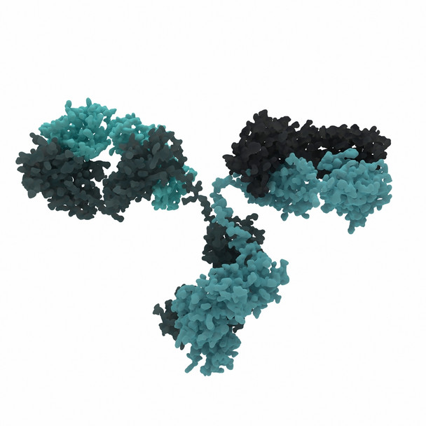 Mouse Anti-Nipah Virus Glycoprotein G Antibody (JB3)