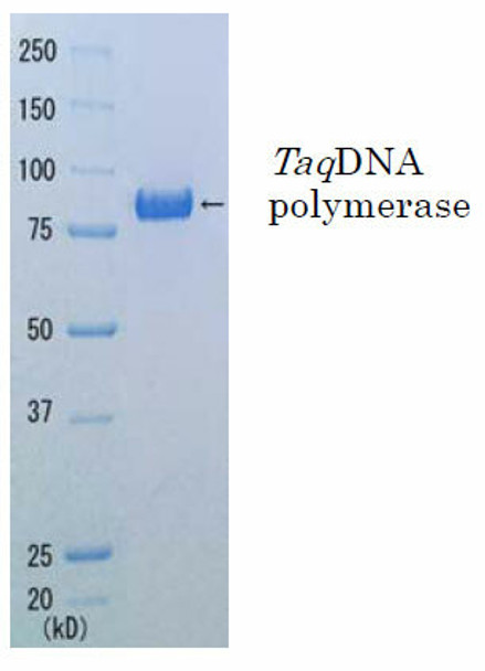 Taq DNA polymerase Economy (+dNTPs) with Enhancer for High GC template and Robust buffer