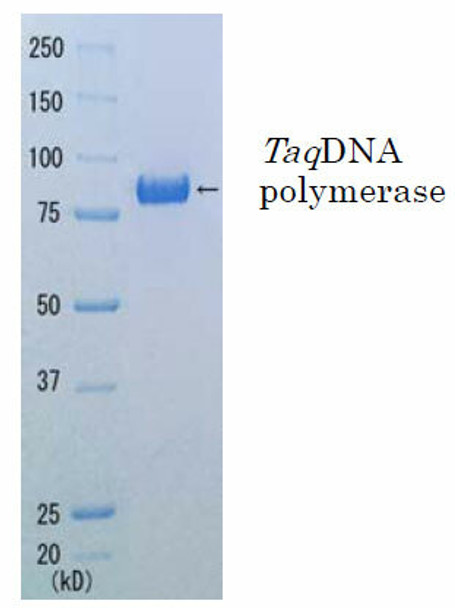 Taq DNA polymerase Economy (-dNTPs) with Enhancer for High GC template and Robust buffer