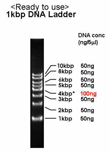 1 kbp DNA Ladder