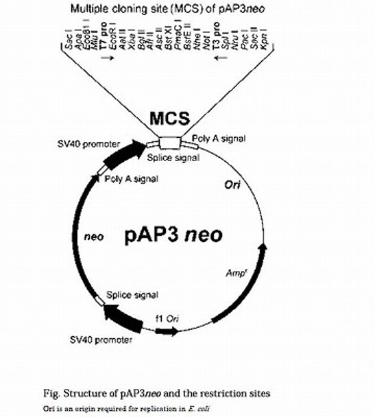 cDNA Library (Planaria)