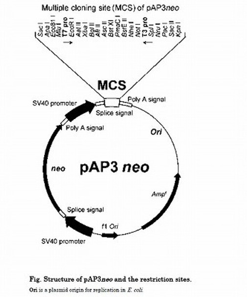 cDNA Library (Mouse thymocytes)