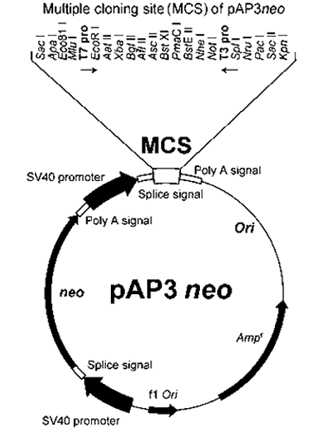 cDNA Library (Rat NRK cell log phase)
