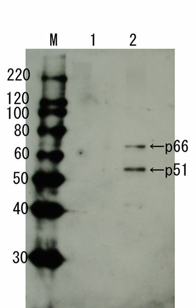 Anti HIV-1 Reverse Transcriptase pAb (Guinea Pig, Antiserum)