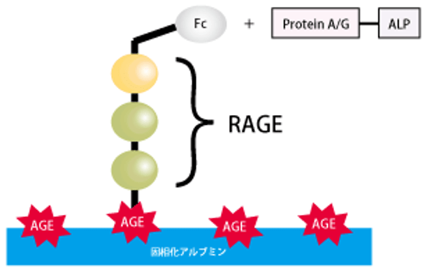 RAGE Reactive AGEs Assay Kit, Glyceraldehyde