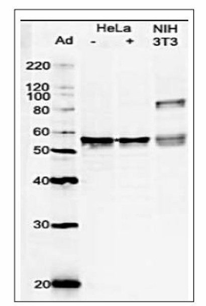 Anti Glutamate-Rich WD Repeat-Containing Protein 1 (GRWD1) pAb (Rabbit, Affinity Purified)