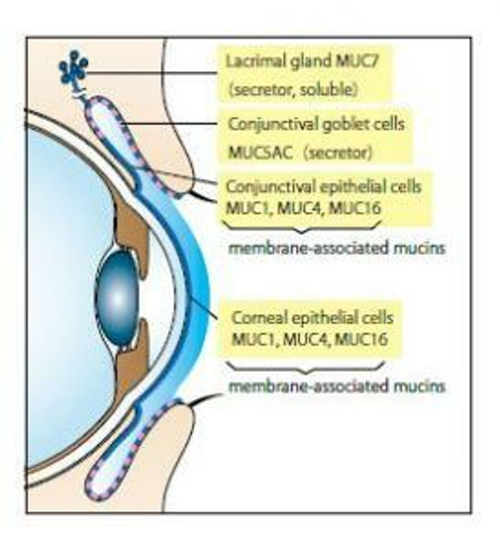 Tear Mucin Assay Kit (O-Glycan Assay Method)