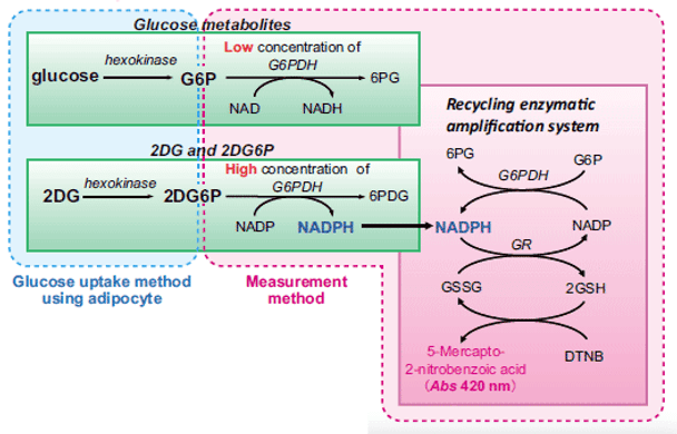 2-Deoxyglucose (2DG) Uptake Measurement Kit