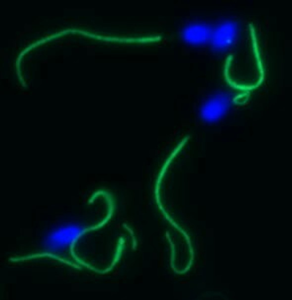 Anti-AKAP4 mAb (clone 7E10)