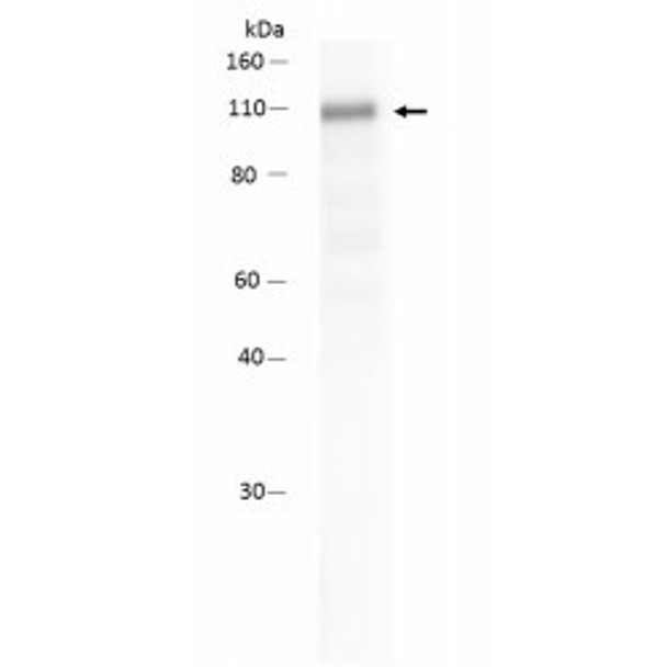 Anti-pro AKAP4 mAb (clone 6F12)