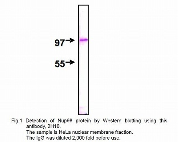 Anti Nucleoporin NUP98 mAb (Clone 2H10)