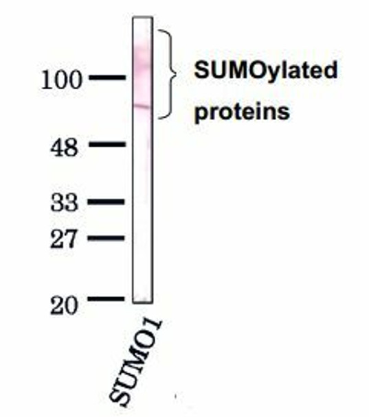 Anti Small Ubiquitin-Related Modifier 1 (SUMO1) mAb (Clone 4D12, Biotin-conjugated)