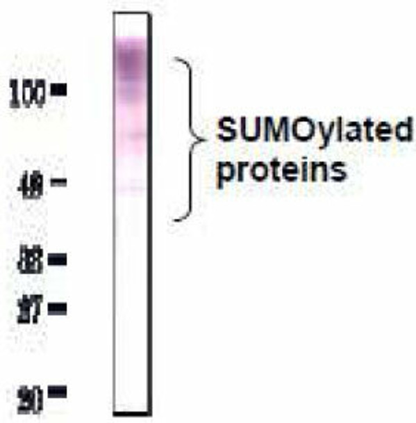 Anti Small Ubiquitin-Related Modifier 2 and 3 (SUMO2/SUMO3) mAb (Clone 3H12)