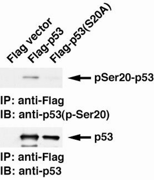 Anti Cellular Tumor Antigen p53 (TP53) phospho-Ser20 mAb (Clone 17B6)