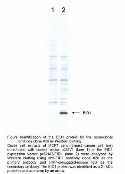 Anti EP300-Interacting Inhibitor of Differentiation 1 (EID1) mAb (Clone 26)
