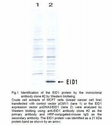Anti EP300-Interacting Inhibitor of Differentiation 1 (EID1) mAb (Clone 2)