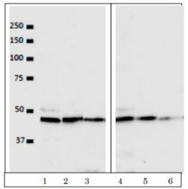 Anti Serine/Threonine-Protein Kinase VRK1 mAb (Clone 5D1)