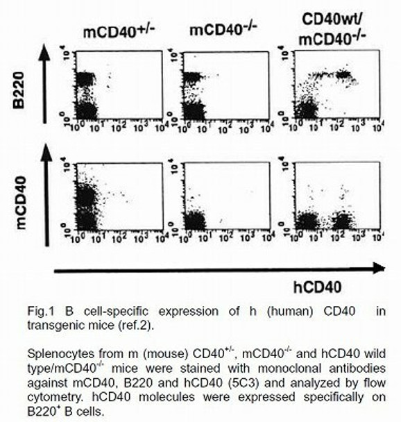 Anti Tumor Necrosis Factor Receptor Superfamily Member 5 (CD40) mAb (Clone 5C3, Biotin-conjugated)