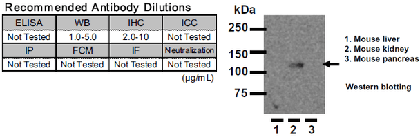Anti Klotho mAb (Clone KM2076)