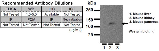 Anti Klotho mAb (Clone KM2119)