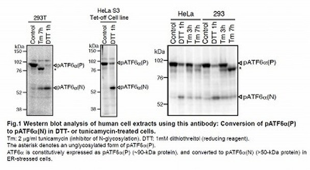 Anti Cyclic AMP-Dependent Transcription Factor ATF-6 Alpha (ATF6) mAb (Clone 1-7)